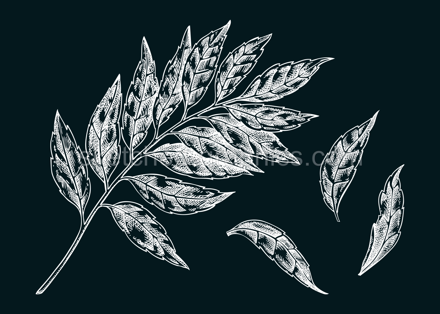 Curry plant leaves sketch. Kitchen spice chalk drawing. Indian herbs and spices hand-drawn vector illustration. NOT AI generated Illustration